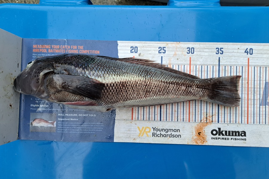 Harry Kovacs caught this 38.0cm Blue Cod at West coast, fishermans rock during The Export NZ Fishing Competition