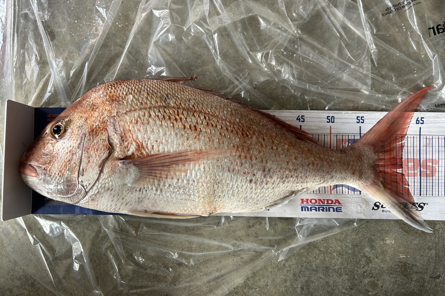Pat Paese caught this 62.0cm Snapper at Kapiti  during The Export NZ Fishing Competition