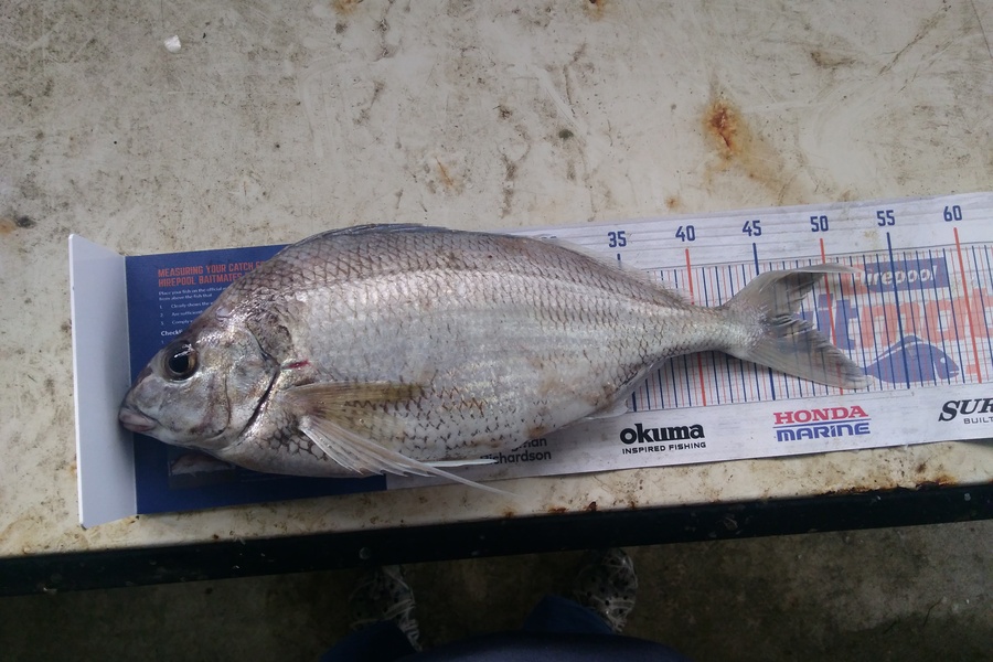 Dave Davies caught this 42.0cm Tarakihi at Castlepoint during The Export NZ Fishing Competition