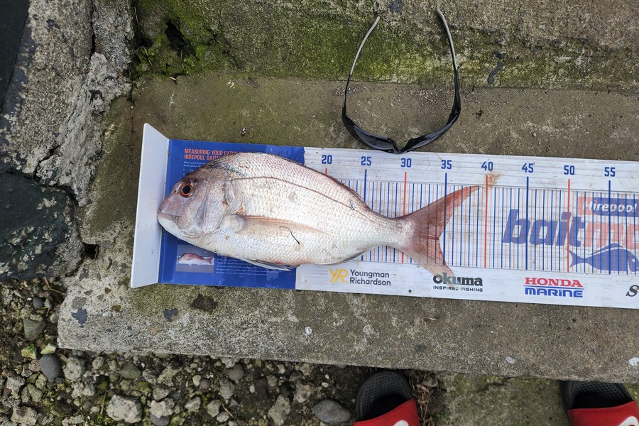 Stormy-leigh Robinson caught this 34.0cm Snapper at Patea during The Export NZ Fishing Competition