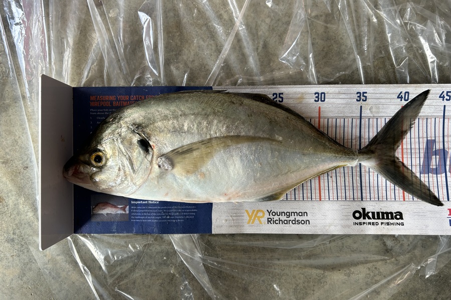 Pat Paese caught this 39.0cm Trevally at Kapiti  during The Export NZ Fishing Competition