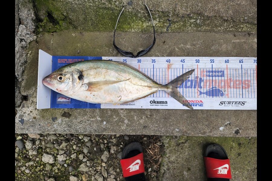 Stormy-leigh Robinson caught this 43.0cm Trevally at Patea during The Export NZ Fishing Competition