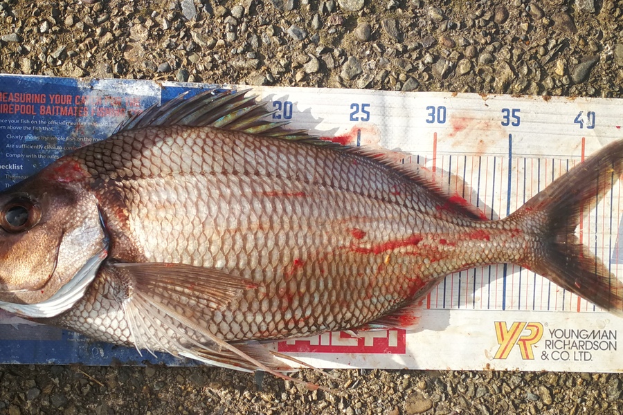 Leigh Page caught this 39.5cm Tarakihi at Wellington South coast during The Export NZ Fishing Competition