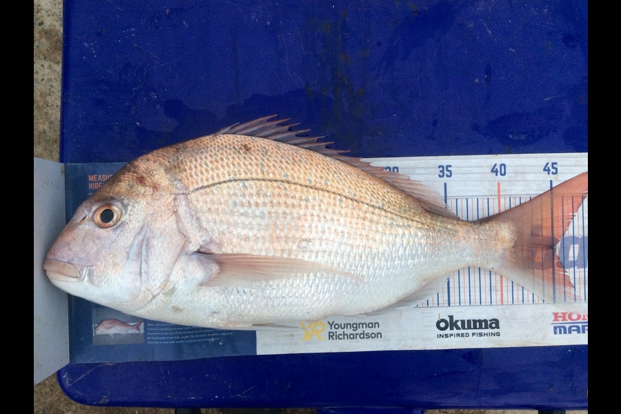 Zoe Henderson caught this 45.0cm Snapper at Mana during The Export NZ Fishing Competition