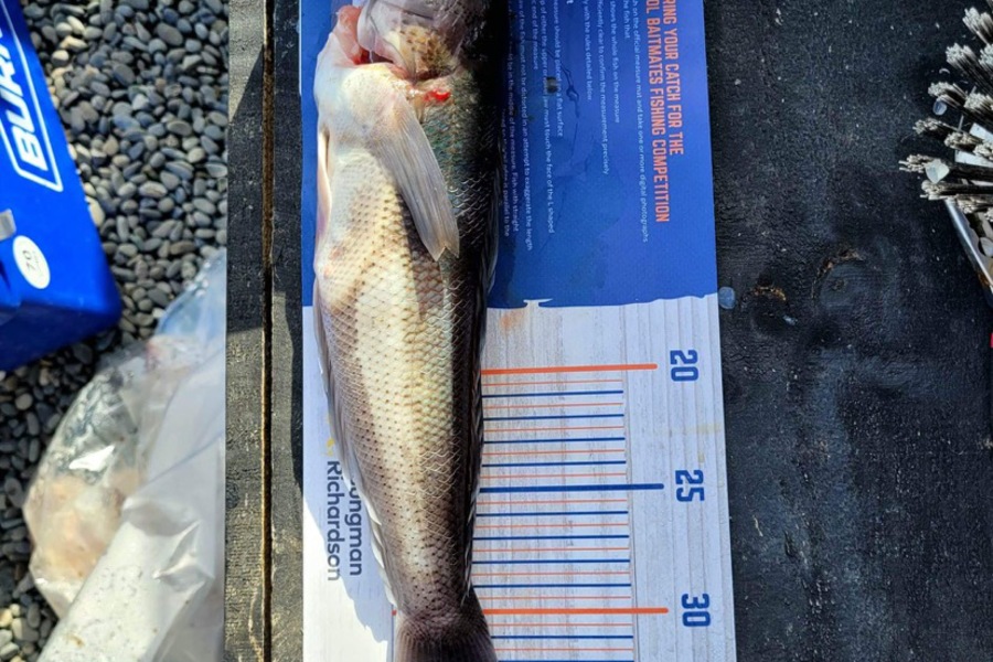 Sophie Marshall caught this 35.0cm Blue Cod at Marlborough Sounds during The Export NZ Fishing Competition