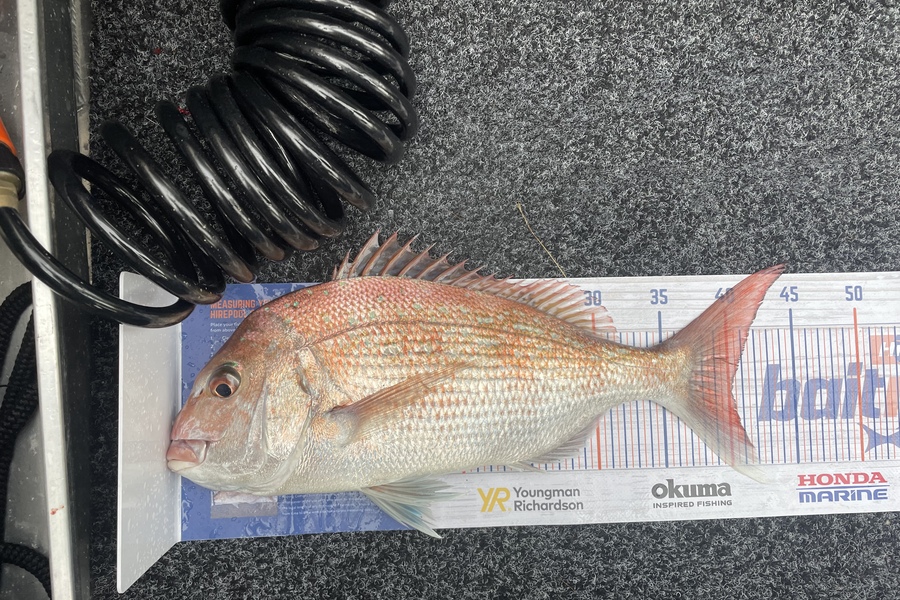 Phil Steel caught this 40.0cm Snapper at Marlborough sounds during The Export NZ Fishing Competition
