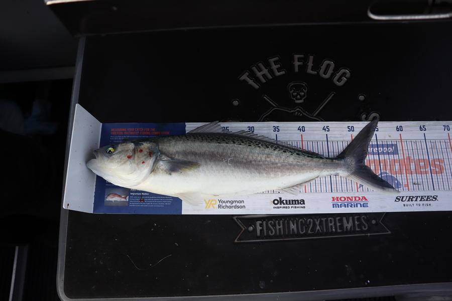 Mark Cotton caught this 52.0cm Kahawai at Tasman Bay during The Export NZ Fishing Competition