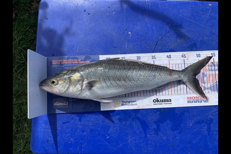 Timi Puia caught this 48.5cm Kahawai at Manukau during The Export NZ Fishing Competition