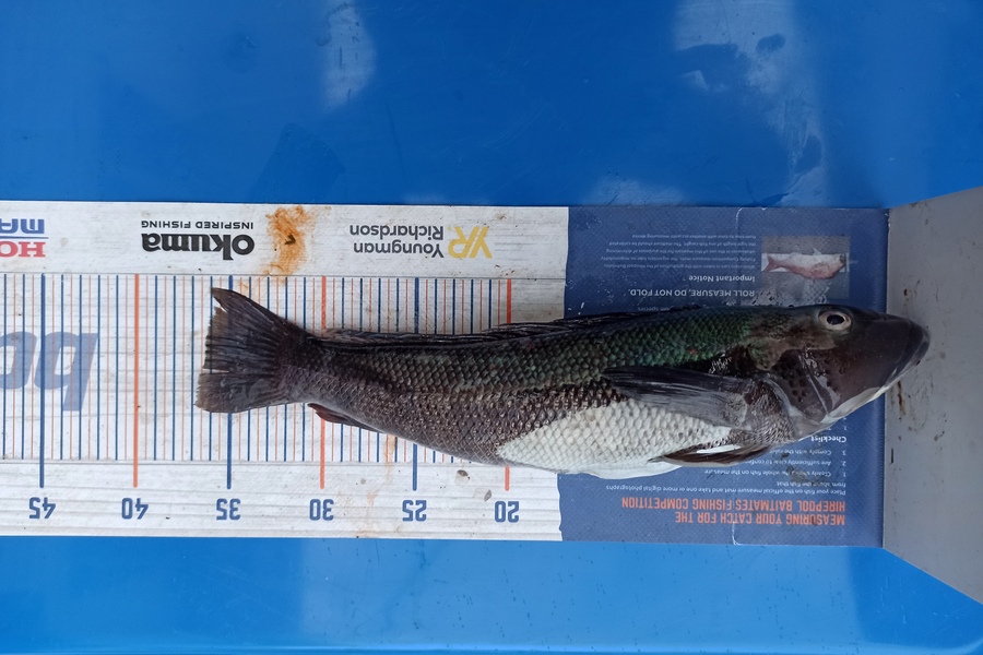Duncan Pringle caught this 36.0cm Blue Cod at Wellington west during The Export NZ Fishing Competition