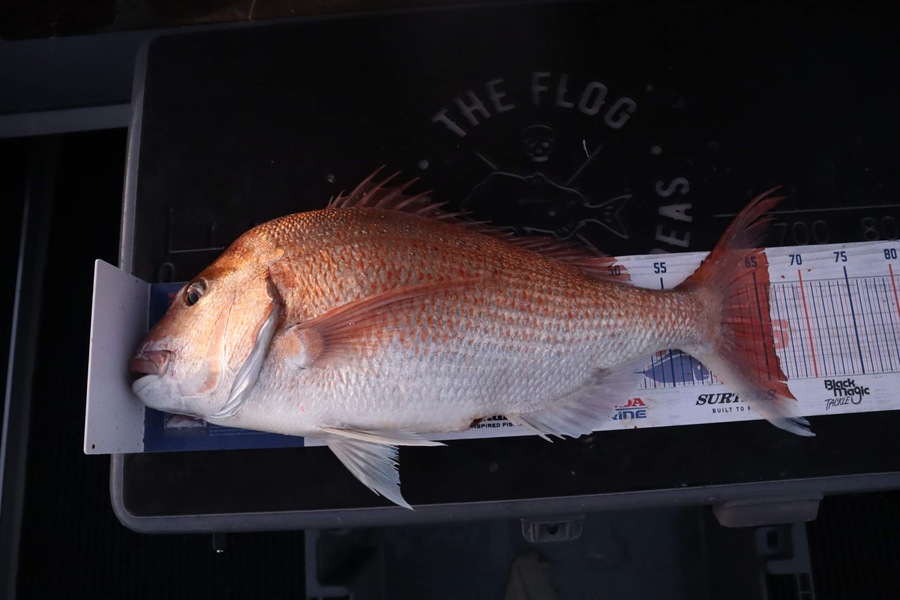 Shane Harwood caught this 66.0cm Snapper at D’Urville  during The Export NZ Fishing Competition