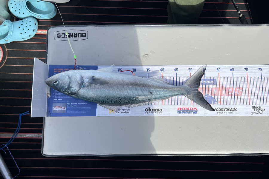 Graeme Murrell caught this 52.0cm Kahawai at Wellington during The Export NZ Fishing Competition