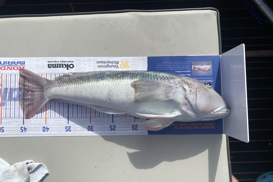 Graeme Murrell caught this 45.0cm Blue Cod at Wellington during The Export NZ Fishing Competition