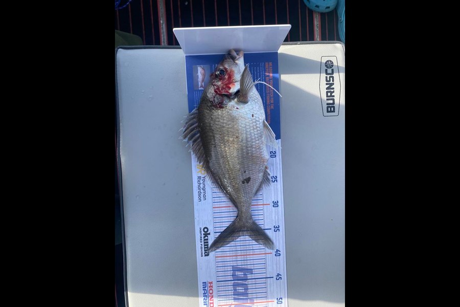 Mark Murrell caught this 35.5cm Tarakihi at Wellington South during The Export NZ Fishing Competition