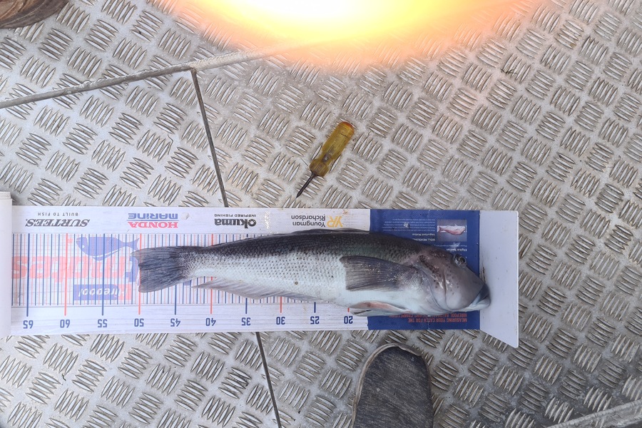David Kovacs caught this 50.0cm Blue Cod at Mana during The Export NZ Fishing Competition