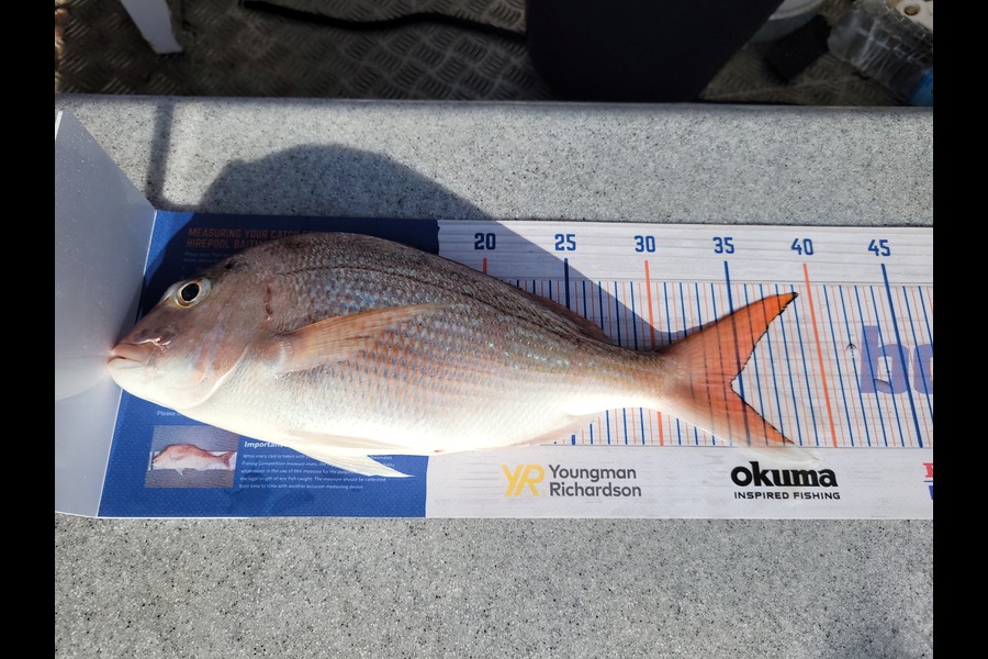 Daniel Hovenden caught this 34.5cm Snapper at Golden bay during The Export NZ Fishing Competition