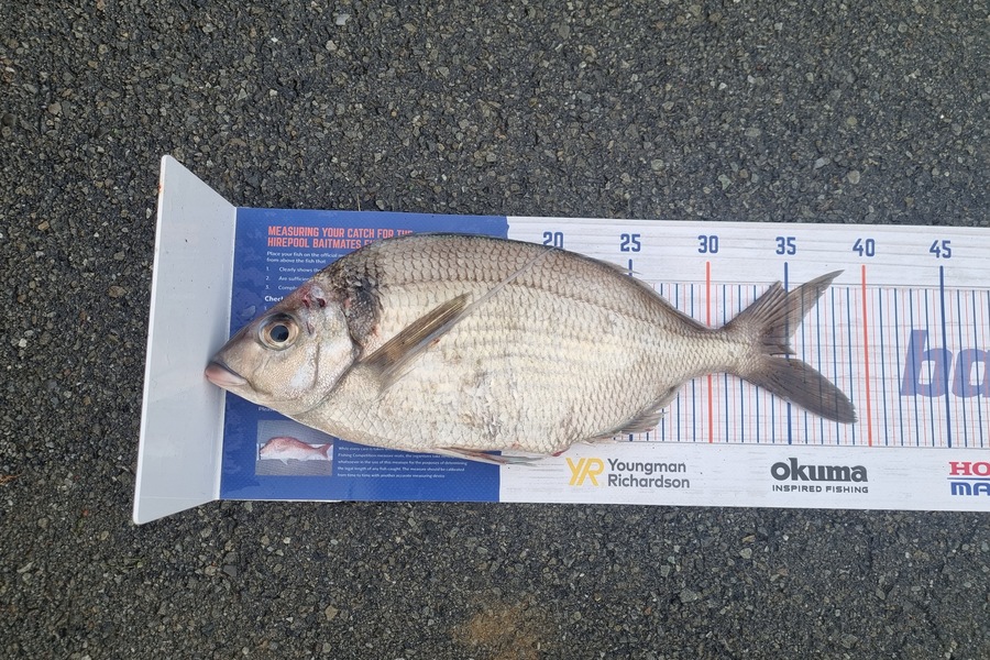 Curtis Parker caught this 35.0cm Tarakihi at Akaroa during The Export NZ Fishing Competition