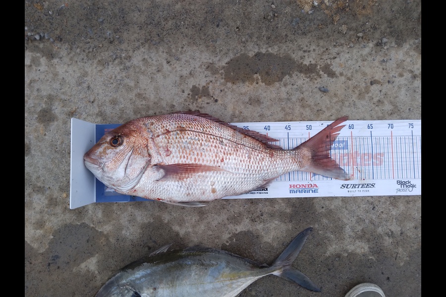 Daniel Blake Dean caught this 54.5cm Snapper at Plimerton wellington during The Export NZ Fishing Competition
