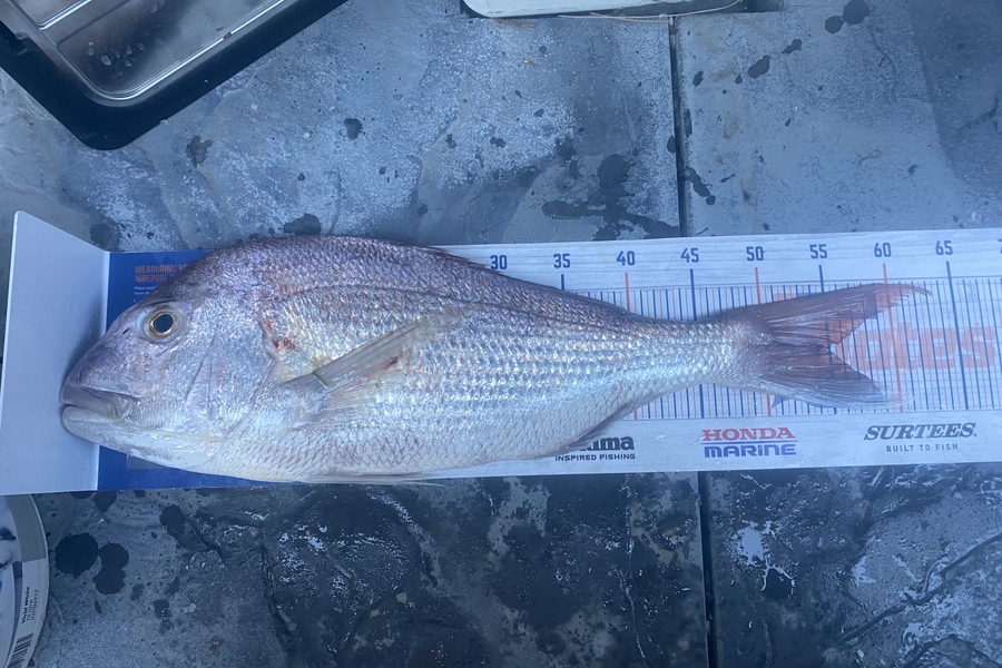 Shawn Beer caught this 54.5cm Snapper at Pauanui during The Export NZ Fishing Competition