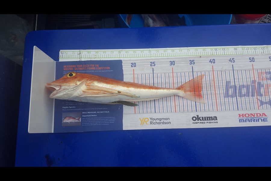 Paul Cooney caught this 36.0cm Gurnard at Marlbrough sounds during The Export NZ Fishing Competition