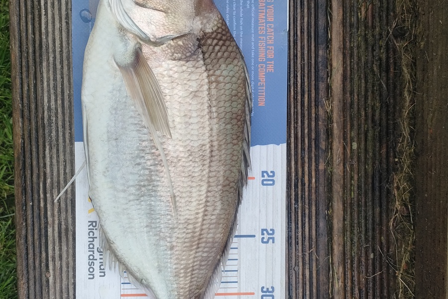 Nathan Lynn Watts caught this 36.5cm Tarakihi at Wellington during The Export NZ Fishing Competition