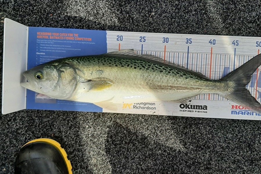 Mark Wickens caught this 47.5cm Kahawai at Wellington harbour during The Export NZ Fishing Competition
