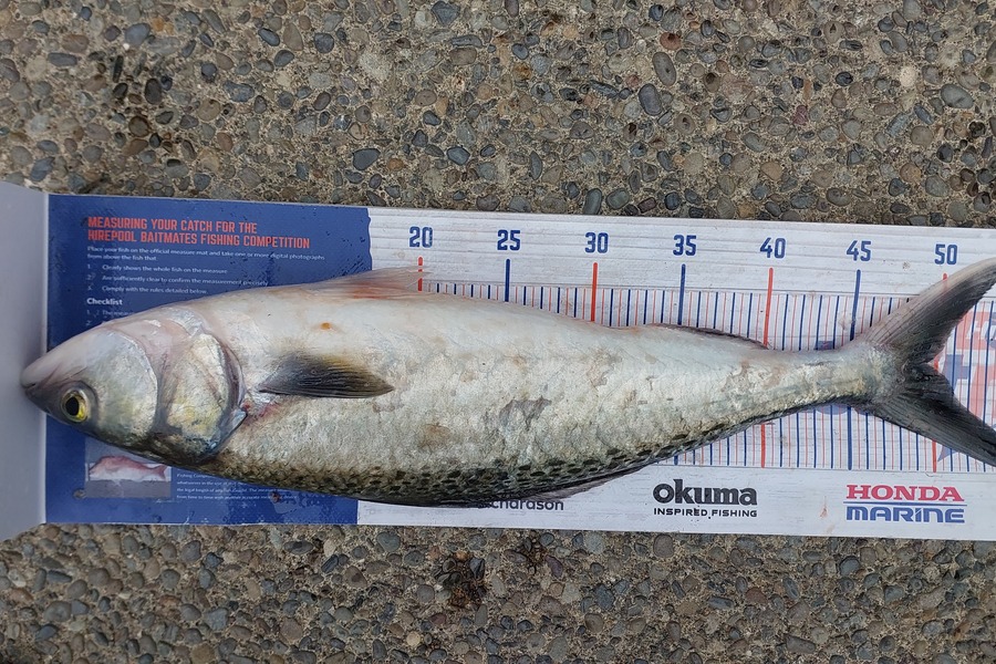 Jason Gray caught this 49.0cm Kahawai at Himatangi Beach during The Export NZ Fishing Competition