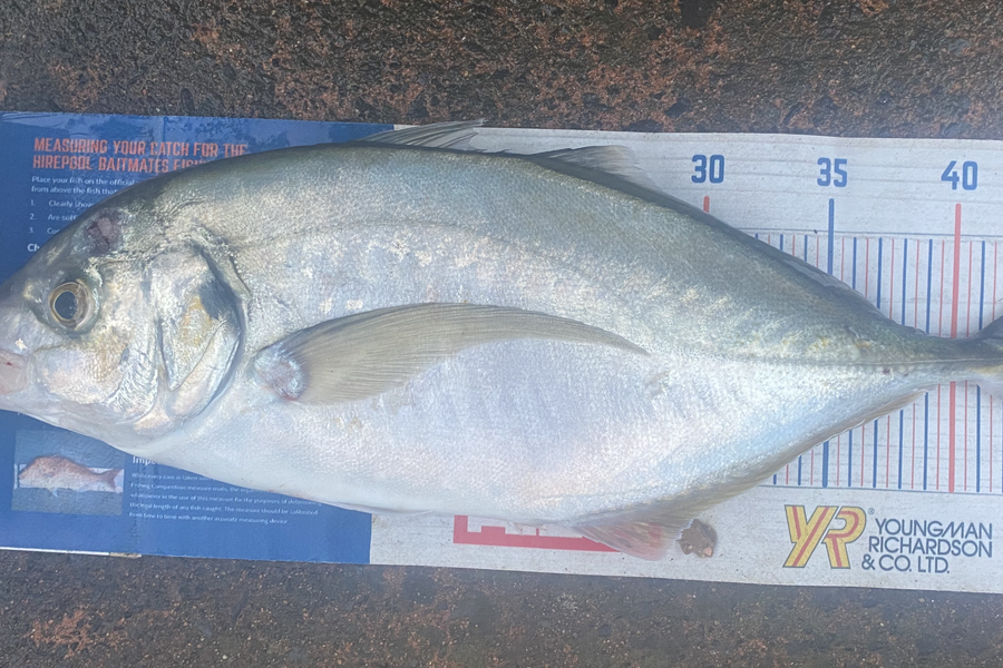 Shawn Beer caught this 44.5cm Trevally at Pauanui during The Export NZ Fishing Competition