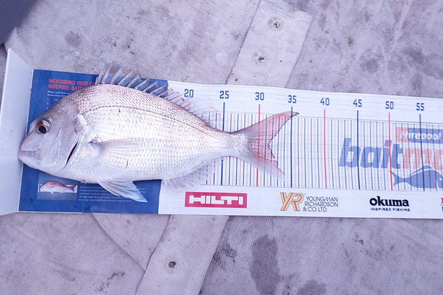 Jason Gray caught this 31.5cm Snapper at Whanganui  during The Export NZ Fishing Competition