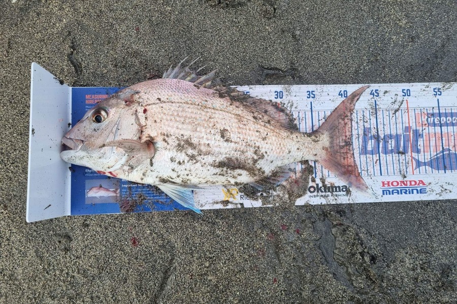 Troy Rosson caught this 40.5cm Snapper at Kapiti  during The Export NZ Fishing Competition