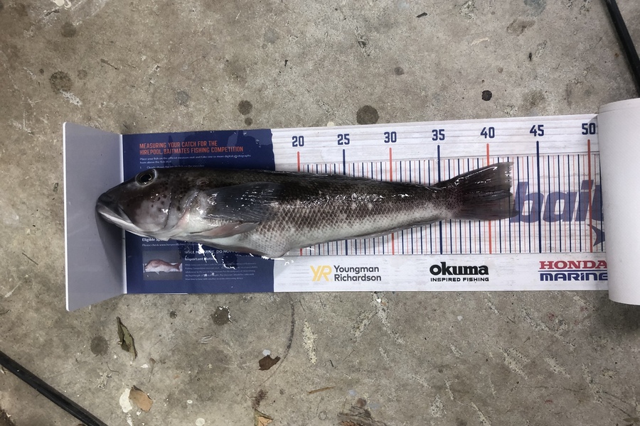 Andrew Froome caught this 42.0cm Blue Cod at Patea during The Export NZ Fishing Competition