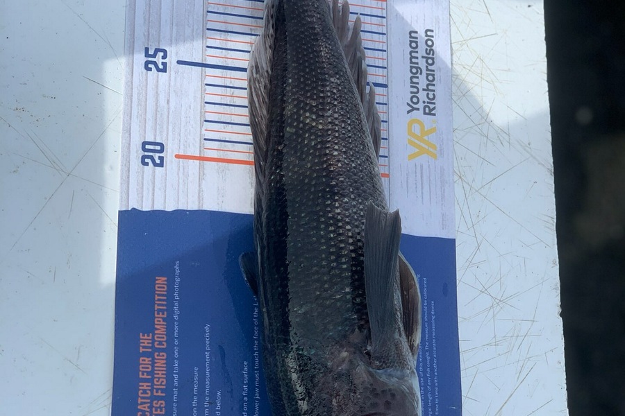 Chaz George caught this 35.0cm Blue Cod at Ngawi during The Export NZ Fishing Competition