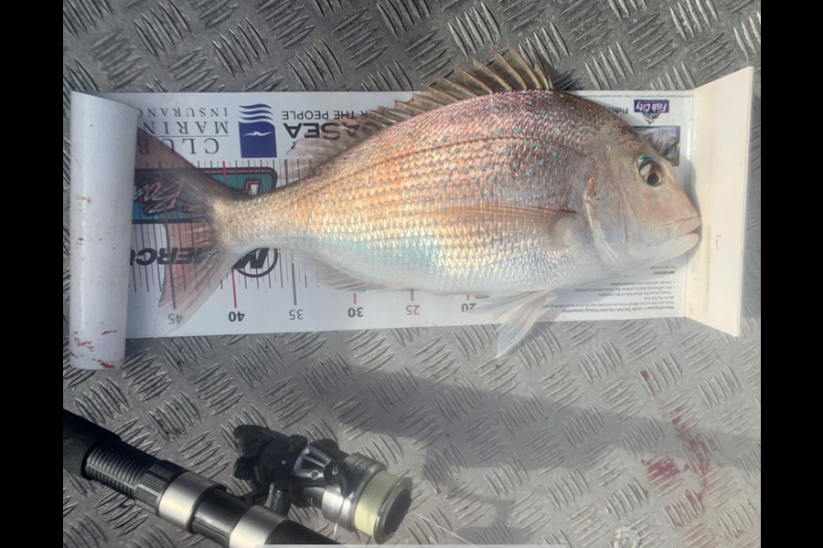 Kyle Smith caught this 45.0cm Snapper at Wellington  during The Export NZ Fishing Competition