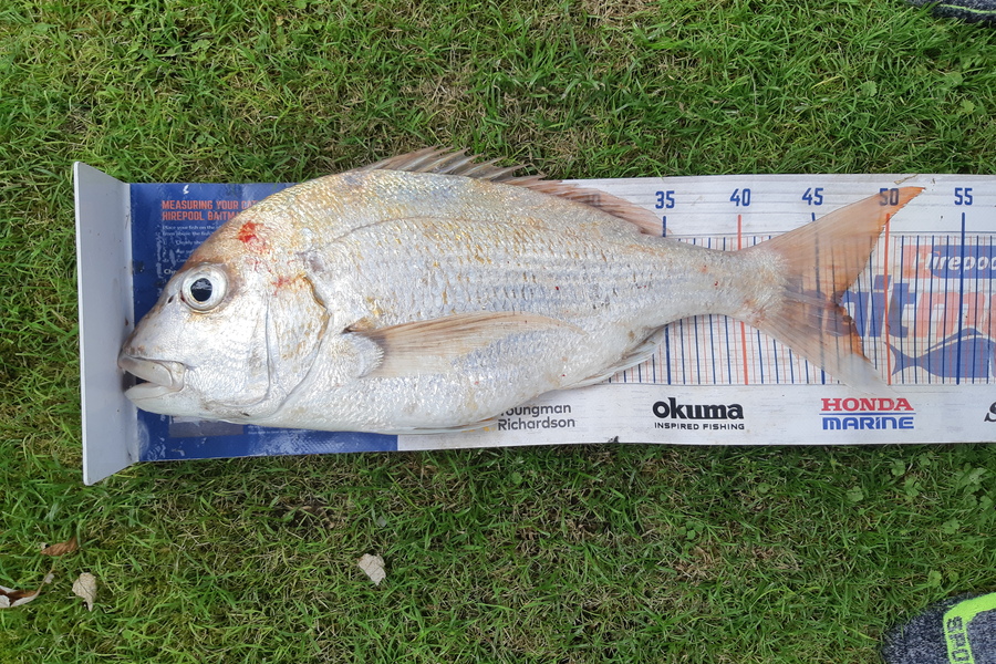 Loretta Ford caught this 46.0cm Snapper at Omaio during The Export NZ Fishing Competition