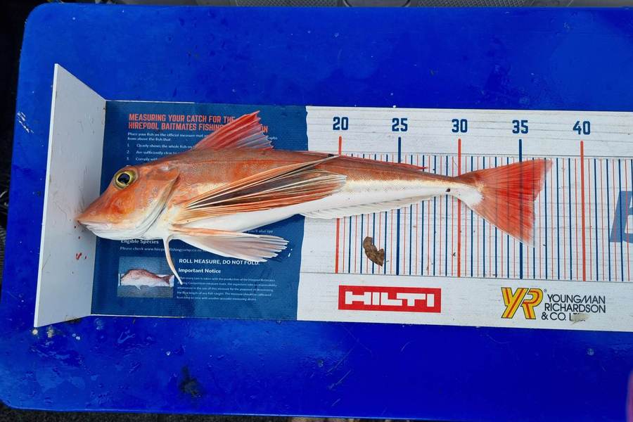 Stacey Gillespie caught this 36.0cm Gurnard at Tasman Bay during The Export NZ Fishing Competition