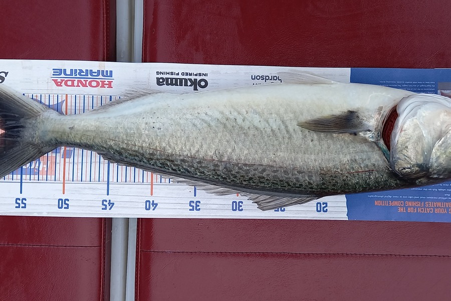 Joe Ryan caught this 56.5cm Kahawai at Raglan during The Export NZ Fishing Competition