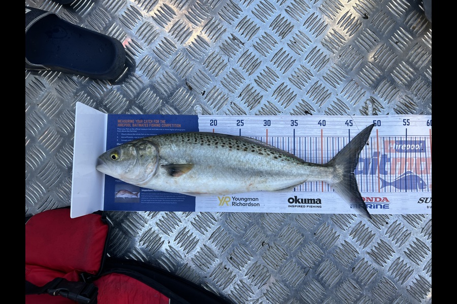 Mohammed Subbir caught this 45.5cm Kahawai at Waikato River Entrance during The Export NZ Fishing Competition