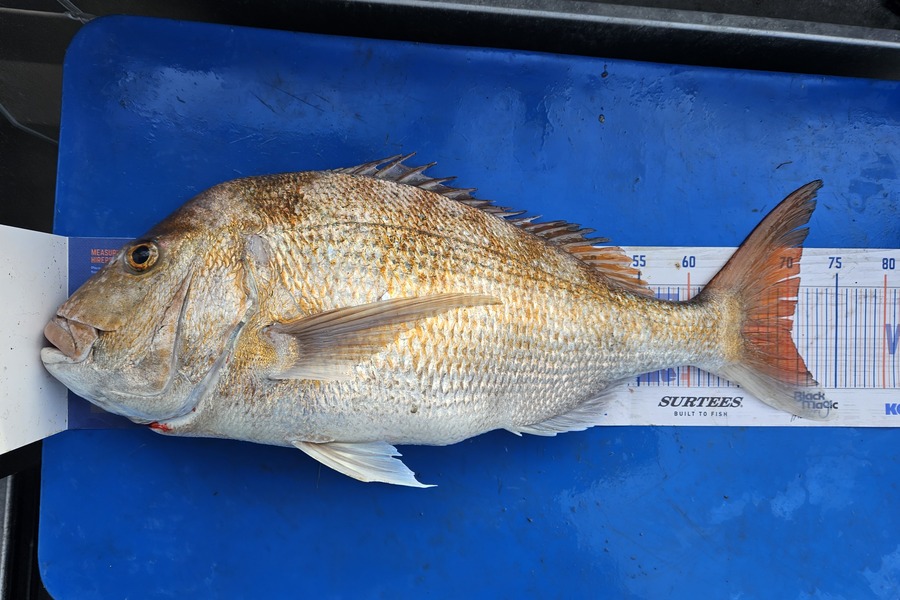 Sam Finlayson caught this 70.0cm Snapper at Whanganui  during The Export NZ Fishing Competition