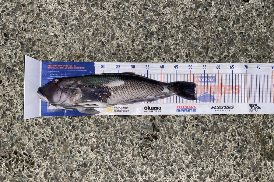 Jake Burridge caught this 51.5cm Blue Cod at Durville island  during The Export NZ Fishing Competition