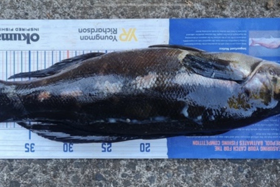 Blake Baird caught this 44.5cm Butterfish at Pauanui  during The Export NZ Fishing Competition