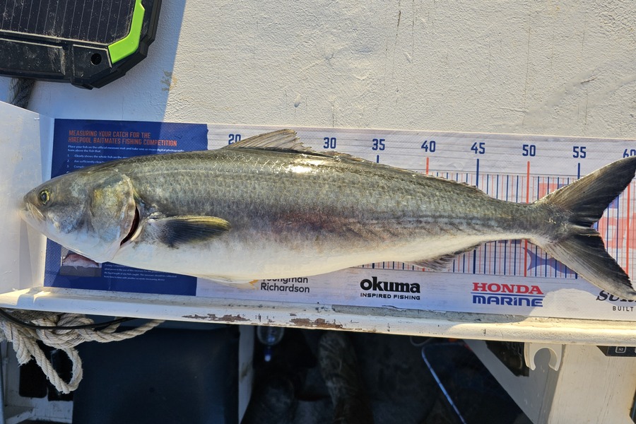 Wesley  Skinner  caught this 56.0cm Kahawai at Waimakariri river  during The Export NZ Fishing Competition