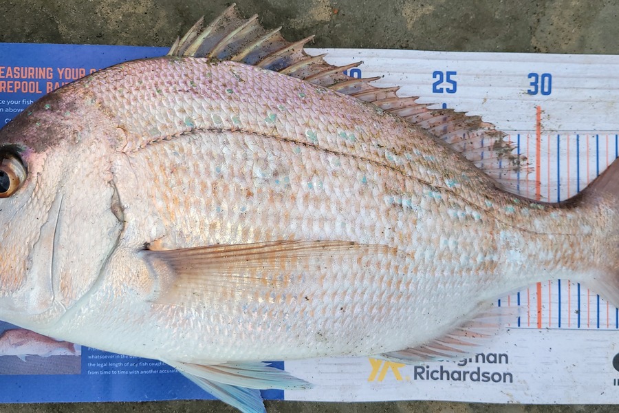 Robin Roach caught this 37.0cm Snapper at Mokau during The Export NZ Fishing Competition