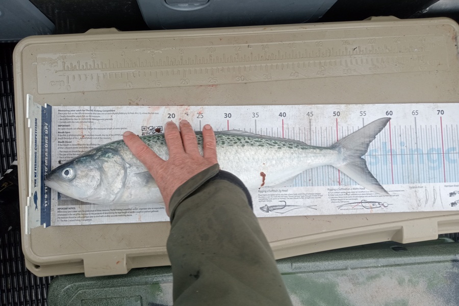 Matt May caught this 54.0cm Kahawai at Canterbury during The Export NZ Fishing Competition