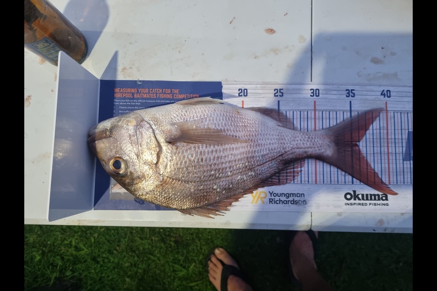 Jesse Slack caught this 35.5cm Snapper at Firth of thames during The Export NZ Fishing Competition