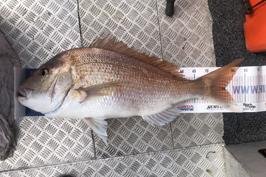 Andrew Froome caught this 77.0cm Snapper at Patea during The Export NZ Fishing Competition