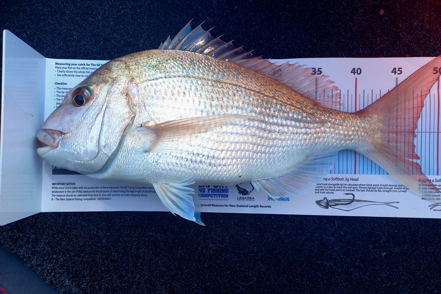 Andrew Tohu caught this 47.0cm Snapper at Bream Bay during The Export NZ Fishing Competition