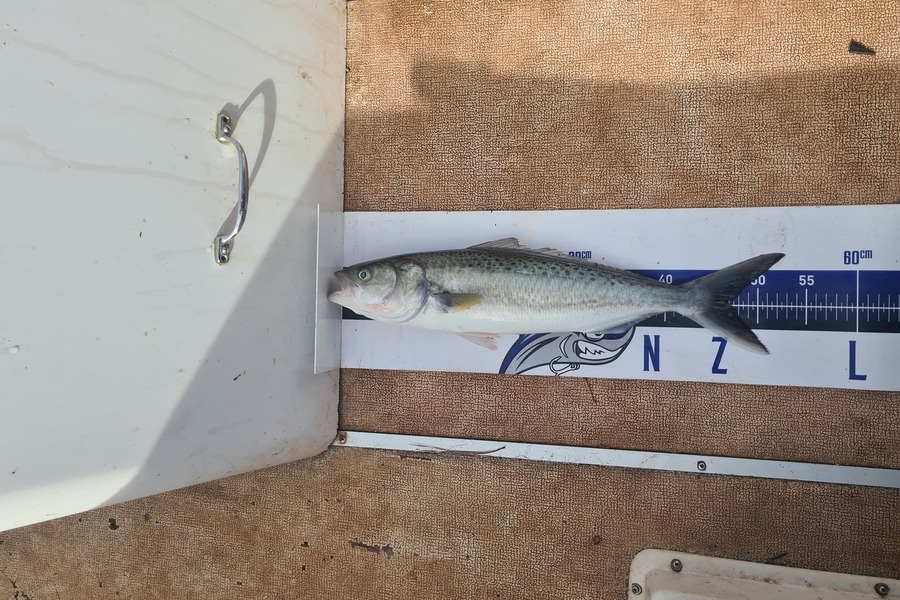 Justin Dodds caught this 46.5cm Kahawai at Marsden point during The Export NZ Fishing Competition