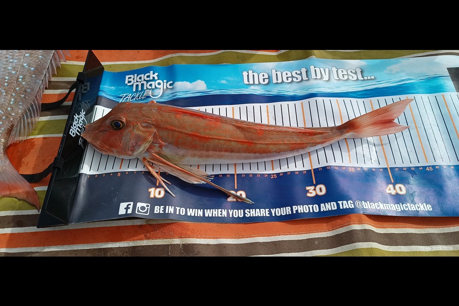 Phil Kerr caught this 42.0cm Gurnard at Okitu , Gisborne during The Export NZ Fishing Competition
