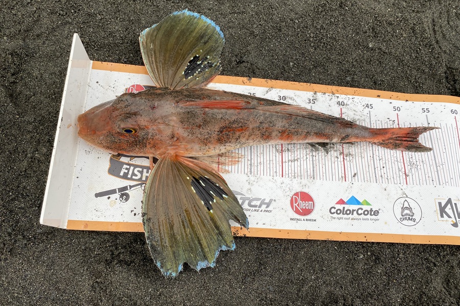 Dale Hemi caught this 52.5cm Gurnard at Palliser bay during The Export NZ Fishing Competition