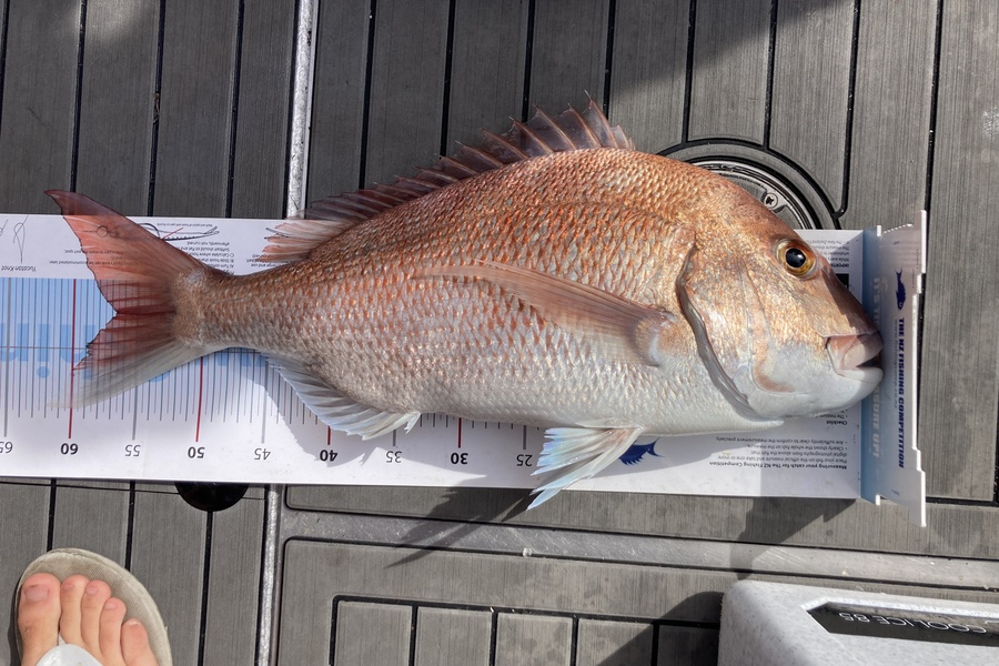 Nikki Pask caught this 56.5cm Snapper at Whakatane during The Export NZ Fishing Competition