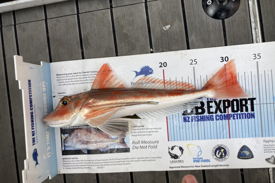 Nikki Pask caught this 31.5cm Gurnard at Whakatane during The Export NZ Fishing Competition